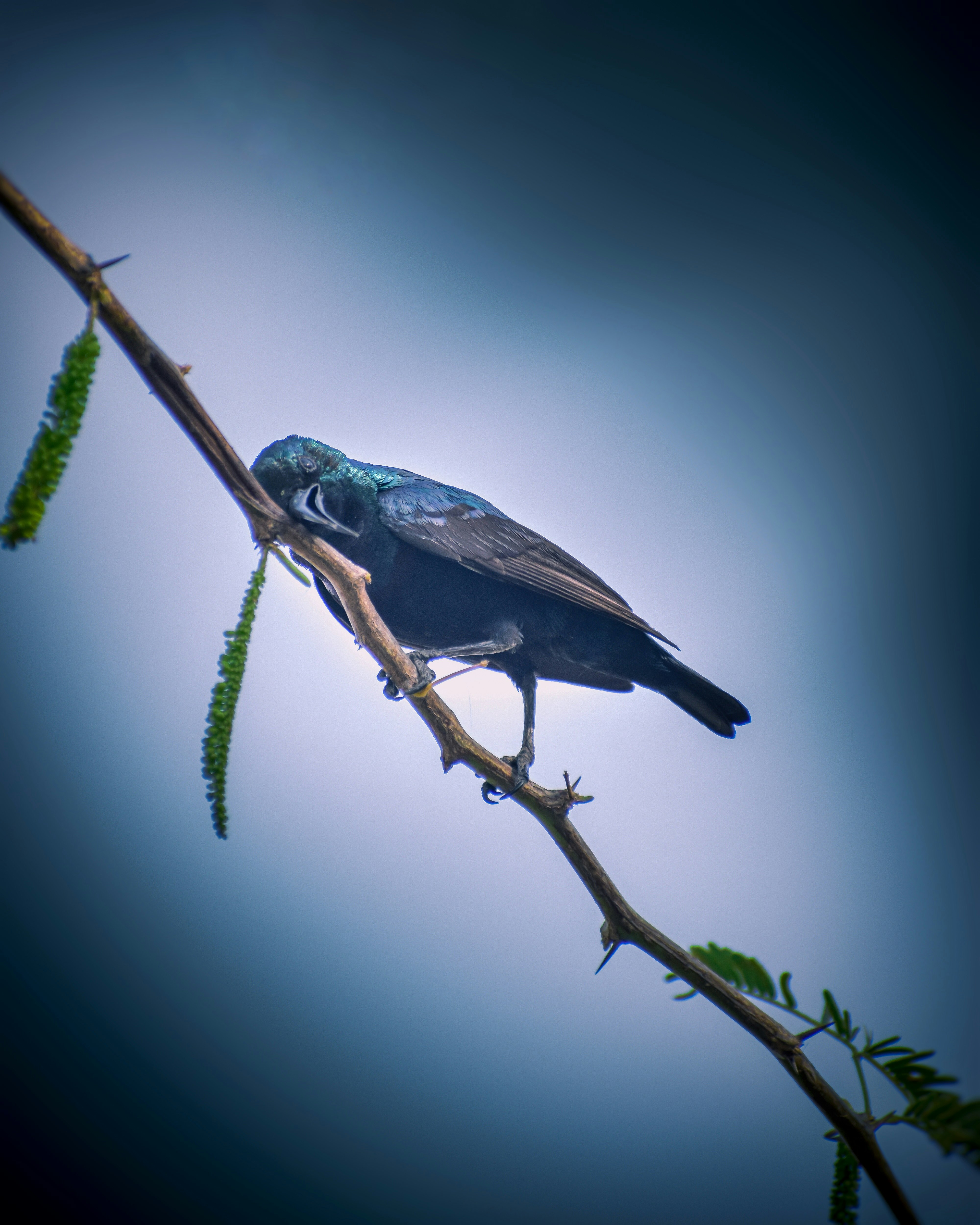 blue and black bird on tree branch